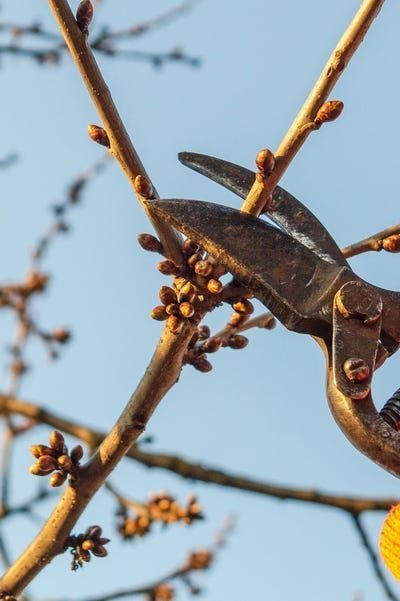 The Pruning Season