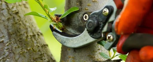 The Pruning Season